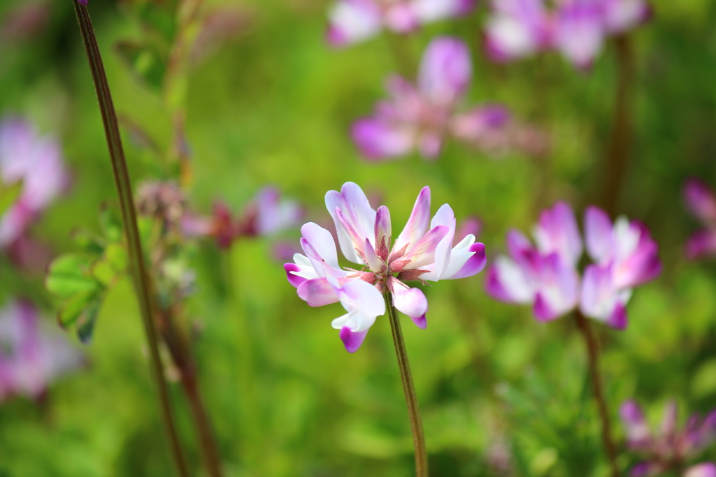 蓮華草