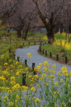 菜の花小路