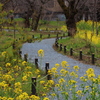 菜の花小路
