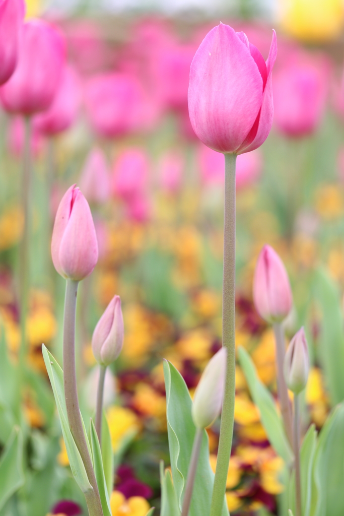 蕾から花へと