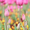 蕾から花へと