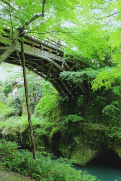 新緑のこおろぎ橋