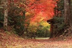 秋深まる散策路