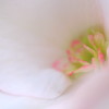 ほんのり