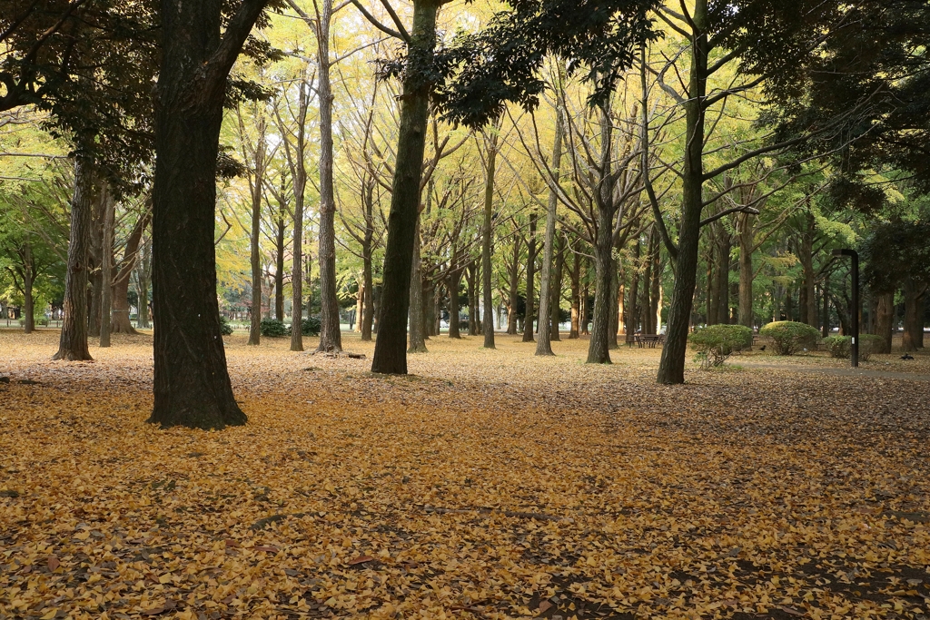 秋の公園