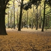 秋の公園