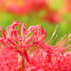 彼岸花