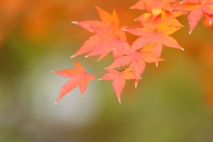 MOMIJI