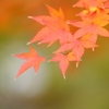 MOMIJI