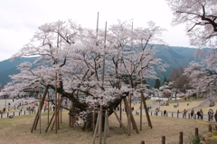 この地に宿りし1500年