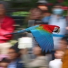 流しインコ