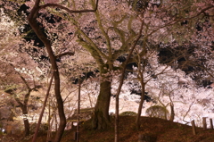 桜色に染まる
