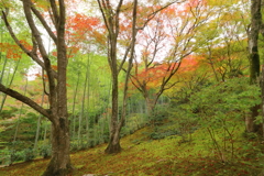竹林のもみじ