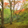 竹林のもみじ
