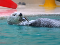 sea otter