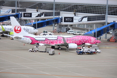 ジンベエザメ待機中