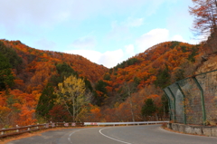 秋にドライブしたくなる道