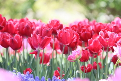 wonderland