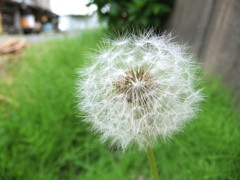 鋭い綿毛