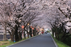 桜トンネル