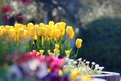 陽だまりのワルツ