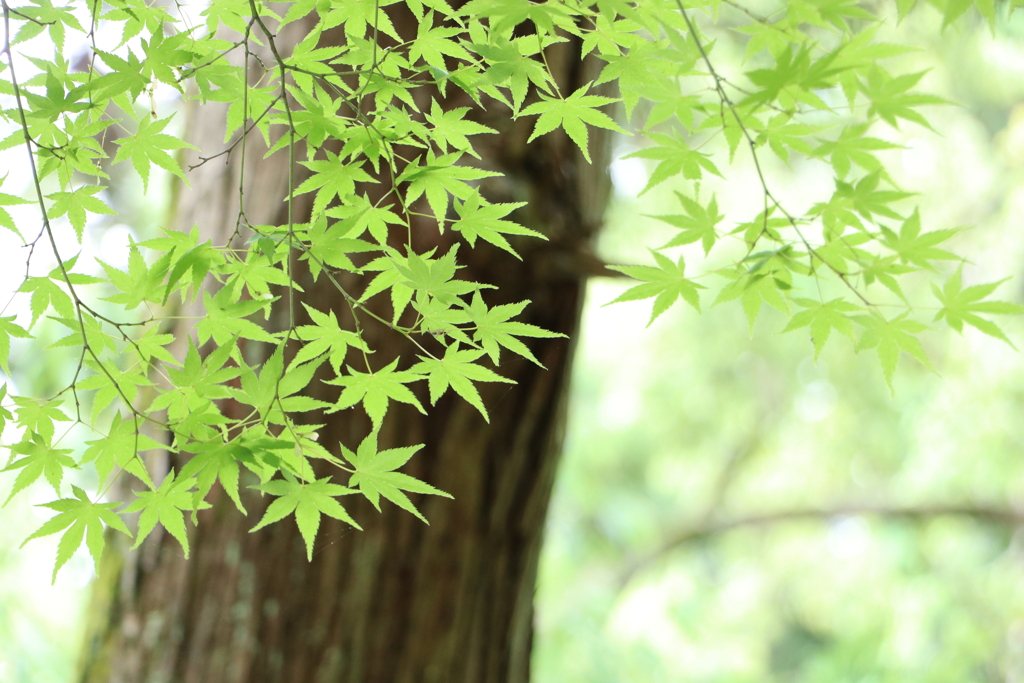AO MOMIJI