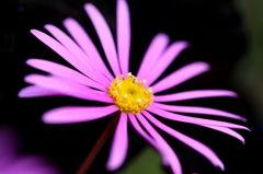 紫の花びら