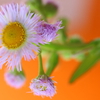 春紫菀