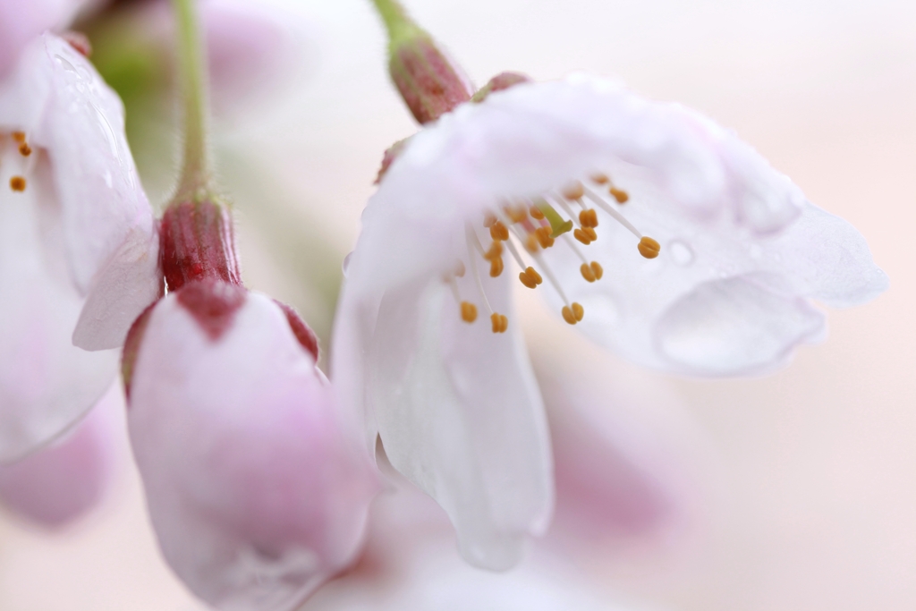 雫桜