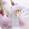 雫桜