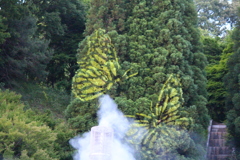 大きな蝶