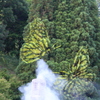 大きな蝶