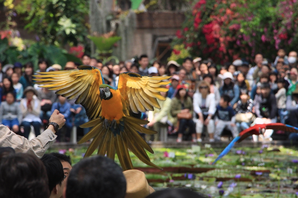 タンデム飛行