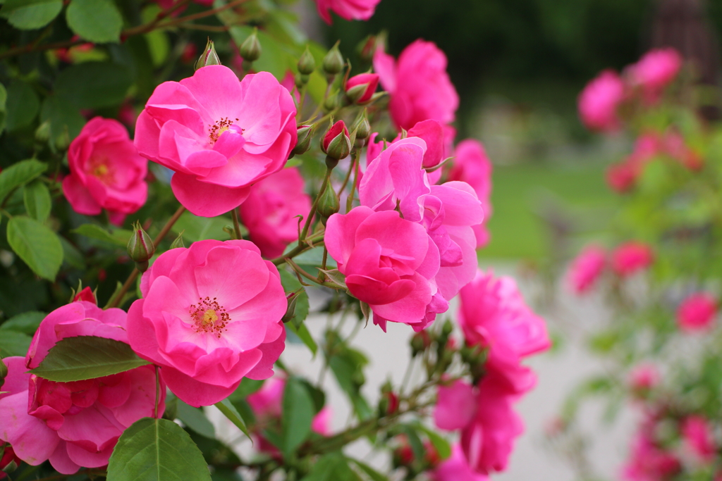 っぽくない薔薇