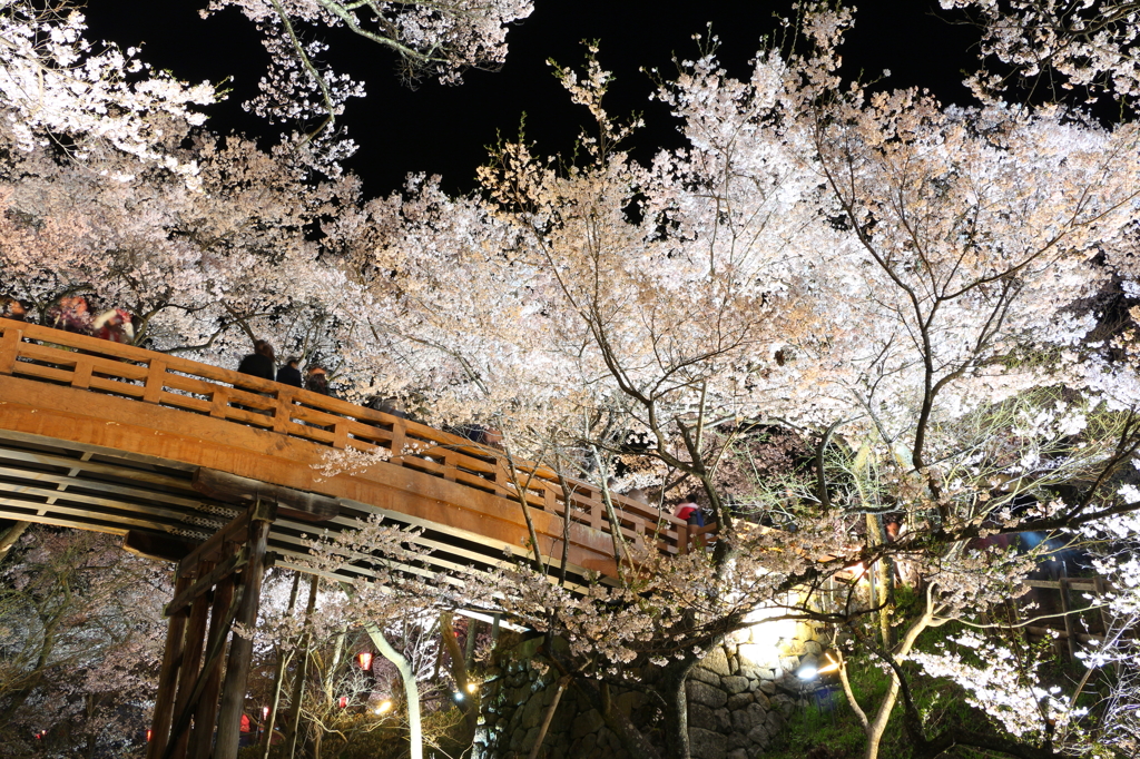 輝く桜雲橋