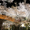 輝く桜雲橋