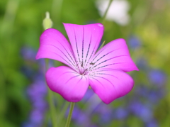 青い縞模様の花