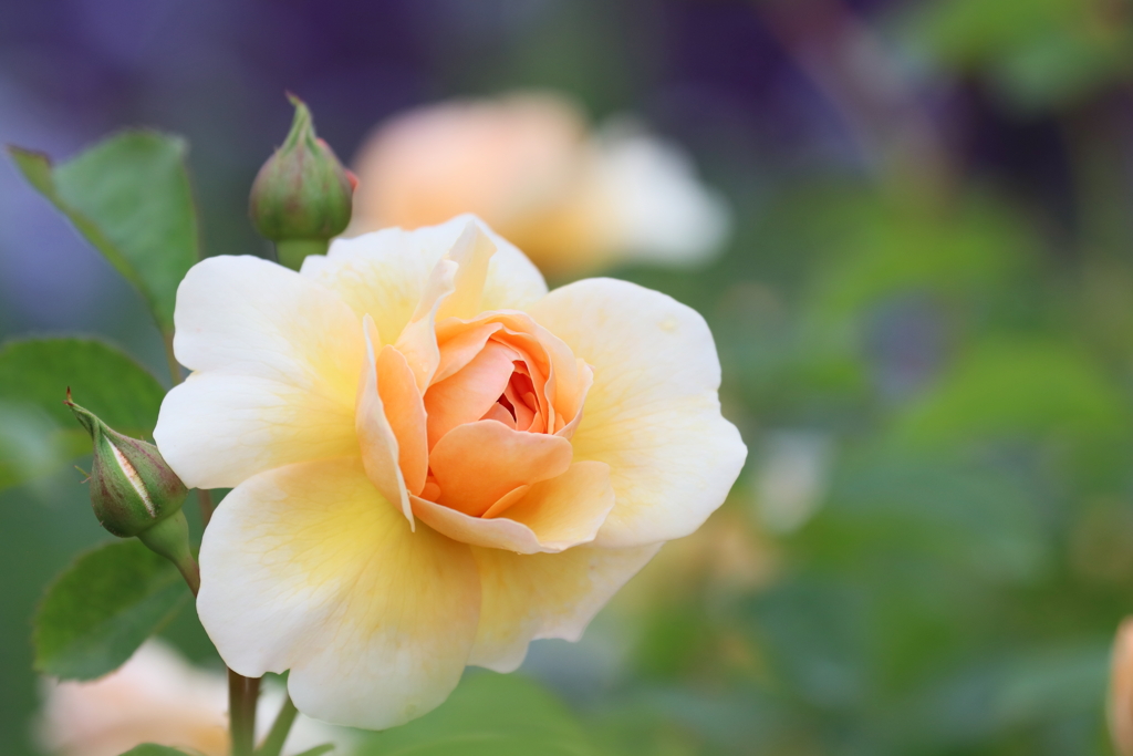 黄色い薔薇