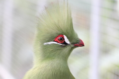 頭がモヒカンな鳥