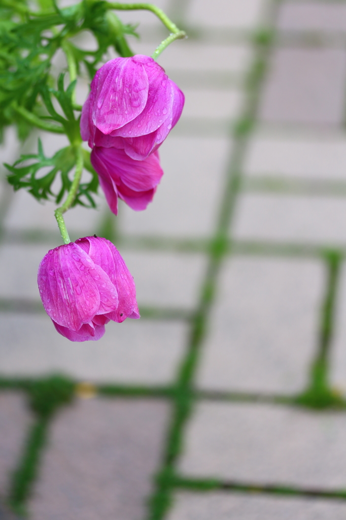 冷たい雨