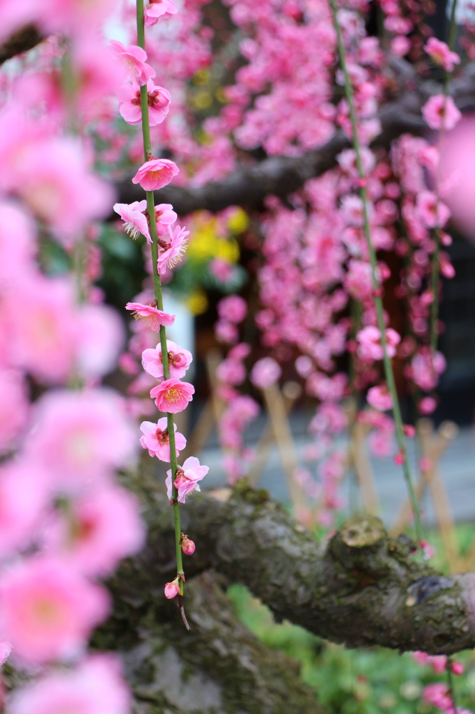 光受寺のしだれ梅