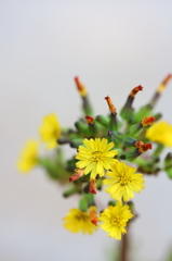 たんぽぽの花