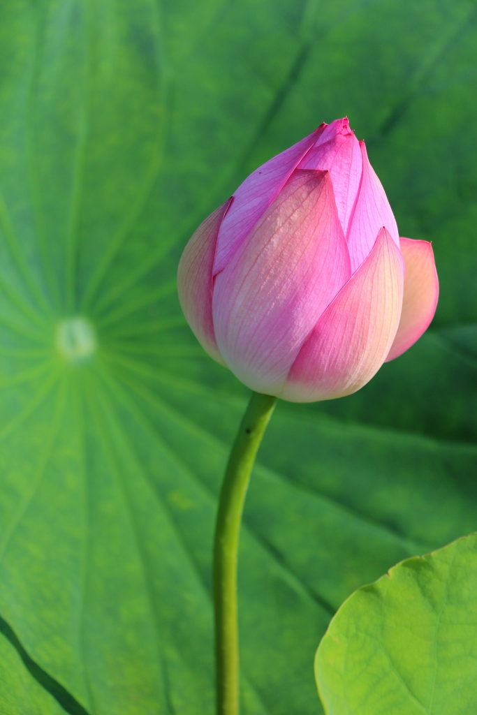 開花 もうすこし