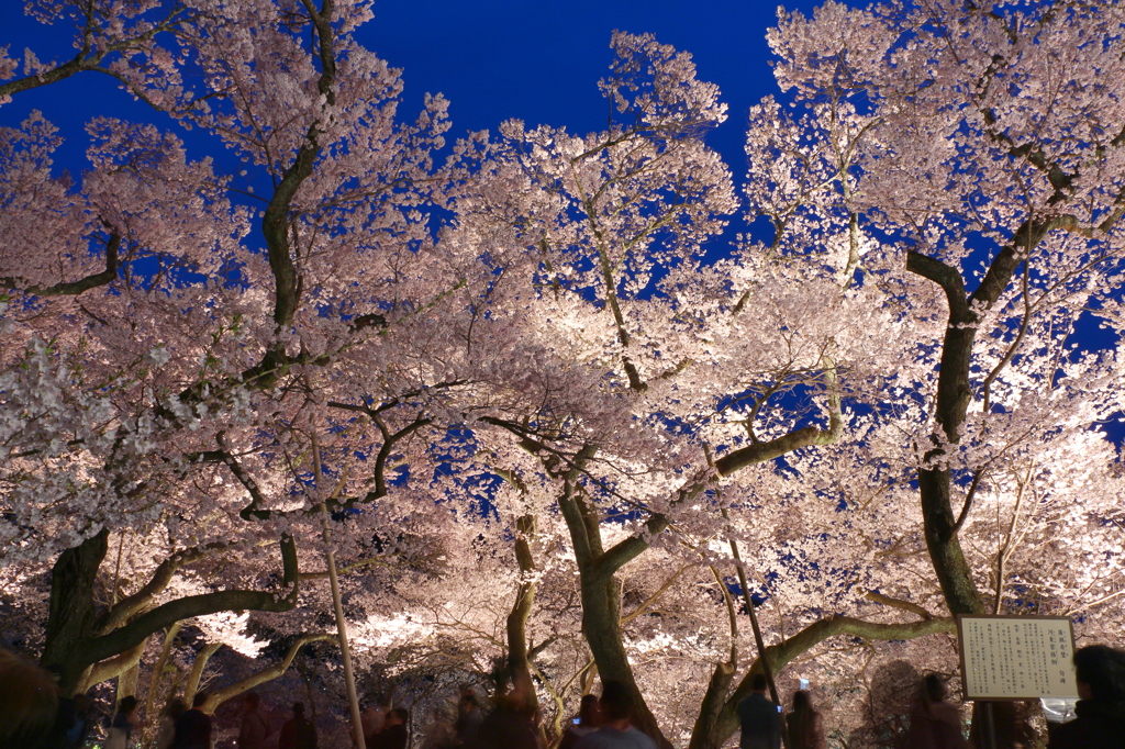 夜桜を愛でる人々