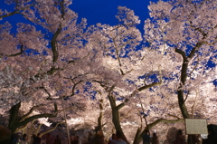 夜桜を愛でる人々