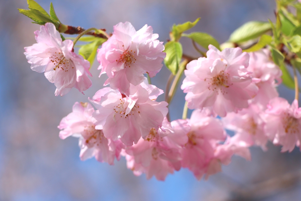 八重桜