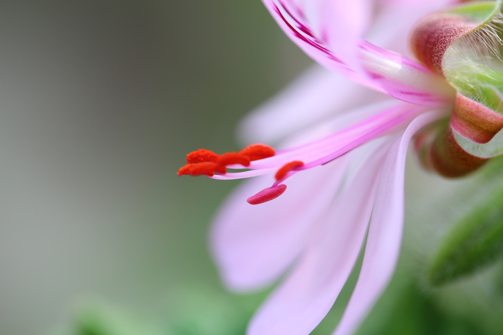 赤いシベの花
