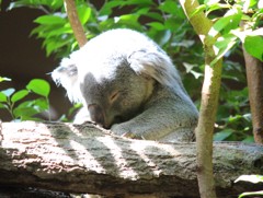 皆様、お静かに・・・。zzz