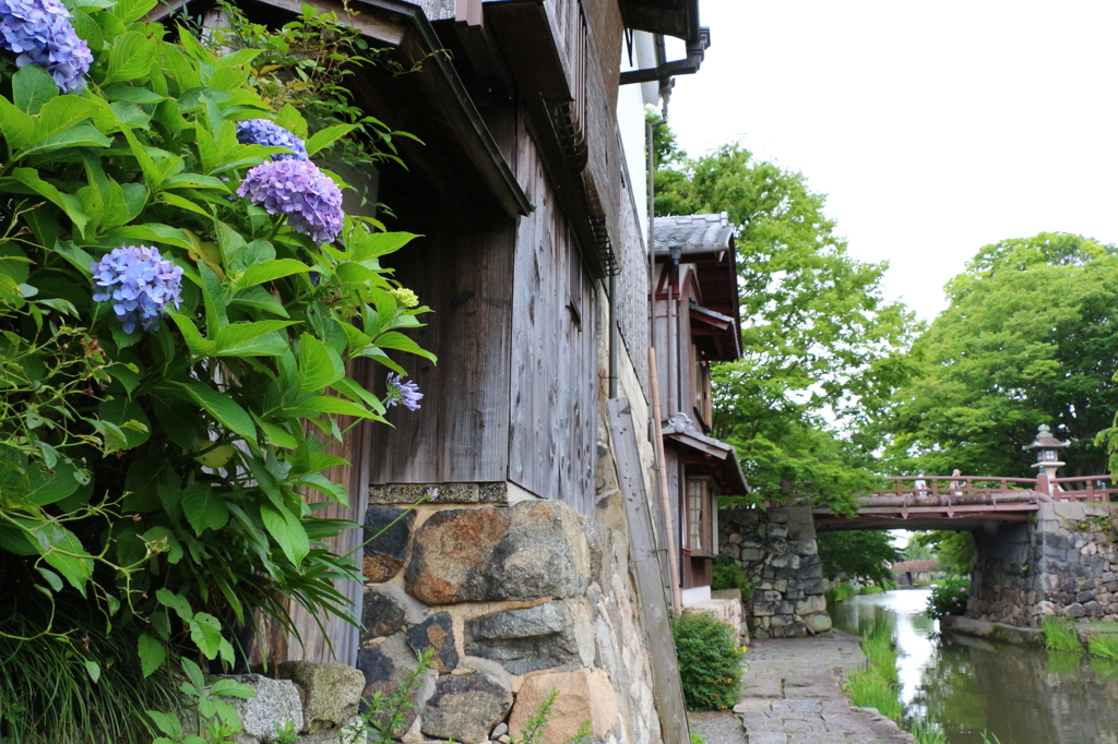 堀沿いの紫陽花