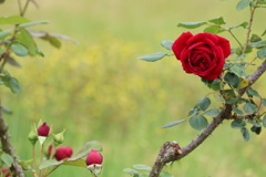 真紅の薔薇